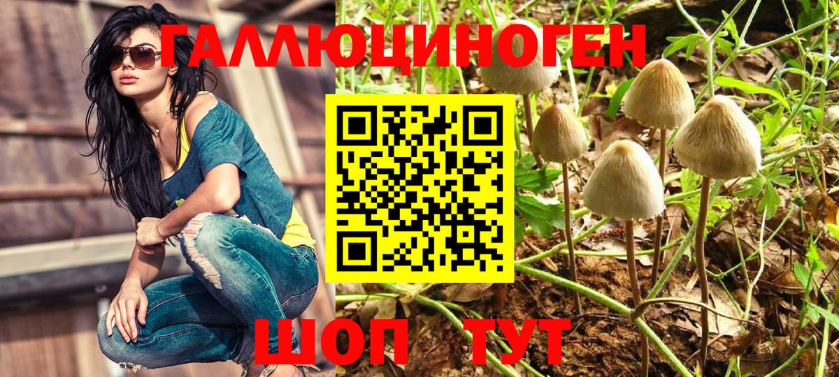 Псилоцибиновые грибы Psilocybe  Вход с VPN  Малгобек  Псилоцибиновые грибы MAGIC MUSHROOMS 